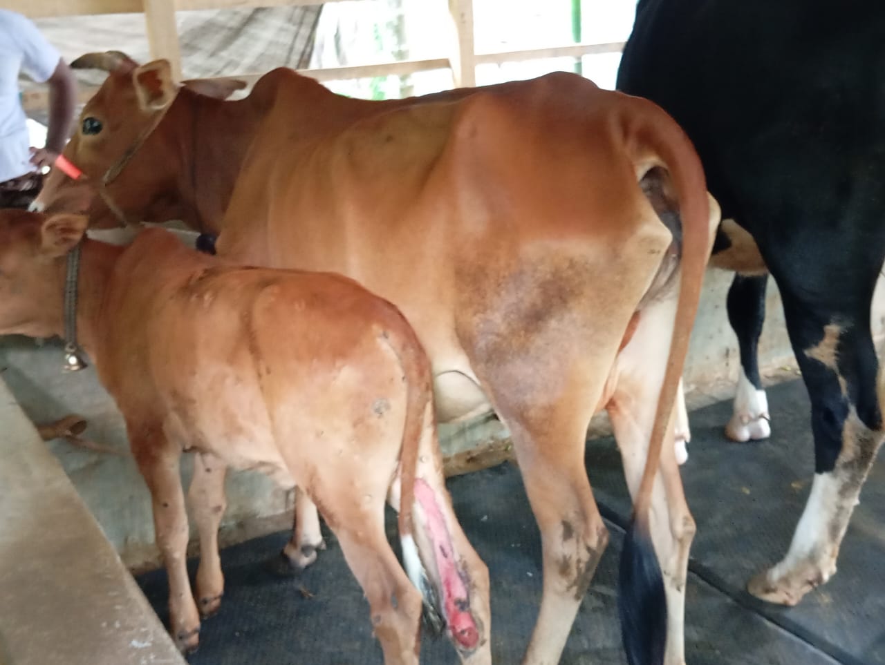 কাউখালীতে লামফ্রি স্কিন ডিজিস রোগে গবাদি পশু মারা যাচ্ছে