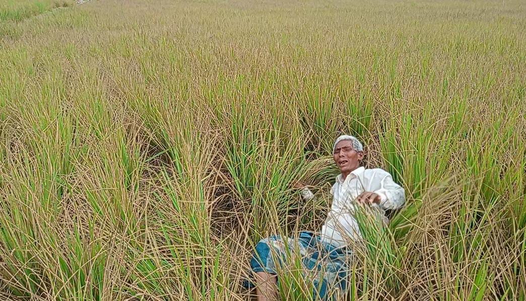 আটোয়ারীতে আগাছানাশক স্প্রে করে ৩০ বিঘা রোপা আমন ধান নষ্ট, কৃষকদের আহাজারি 